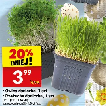 Rzeżucha doniczka promocja w Twój Market