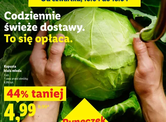 Kapusta biała młoda Lidl promocja w Lidl