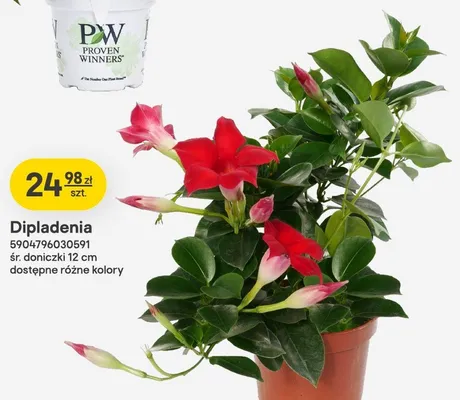Dipladenia śr. doniczki 12cm promocja w Castorama