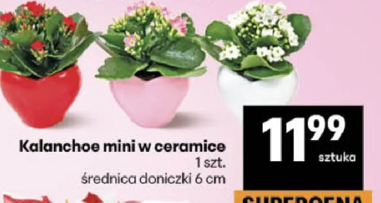 Kalanchoe mini w ceramice promocja w Delikatesy Centrum