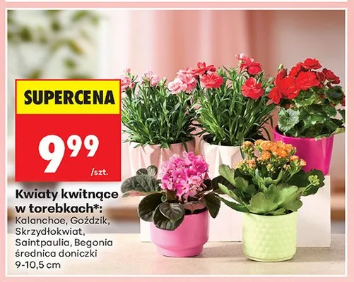 Kwiaty kwitnące w torebkach Goździk średnica doniczki 9-10,5cm promocja w Biedronka