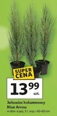 Jałowiec kolumnowy Blue Arrow promocja w Auchan