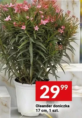 Oleander doniczka 17 cm promocja w Twój Market