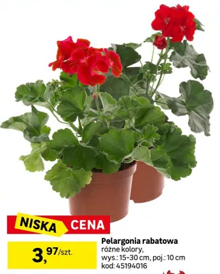 Pelargonia rabatowa różne kolory, wys.: 15-30cm, poj.: 10cm promocja w Leroy Merlin