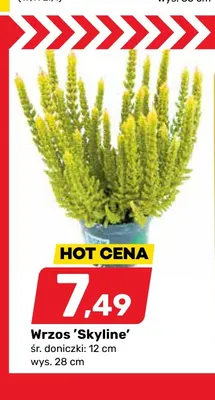Wrzos 'Skyline' śr. doniczki 12 cm wys. 28 promocja w Bricomarche