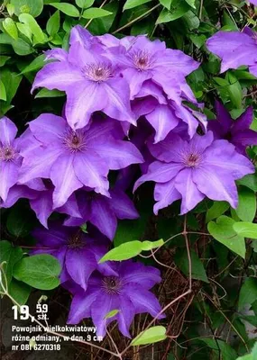 Powojnik wielkokwiatowy promocja w OBI