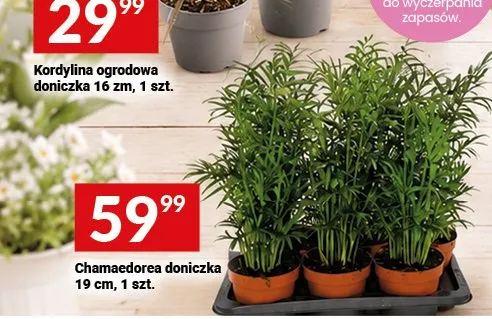 Chamaedorea doniczka 19 cm promocja w Twój Market