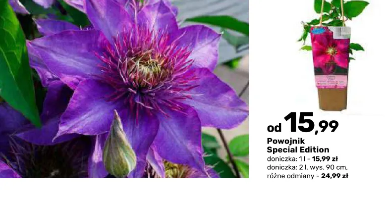 Powojnik Special Edition promocja w Bricomarche