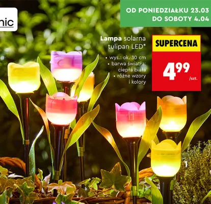 Lampa solarna tulipan LED promocja w Biedronka