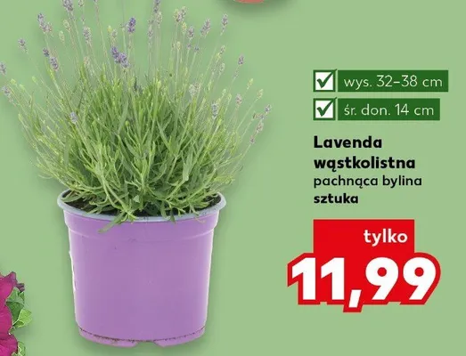 Lawenda wąskolistna pachnąca bylina promocja w Kaufland
