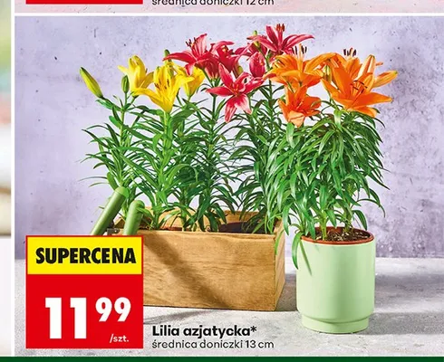 Lilia azjatycka promocja w Biedronka