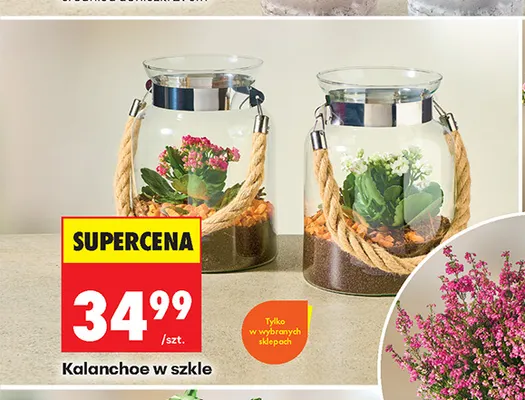 Kalanchoe w szkle promocja w Biedronka
