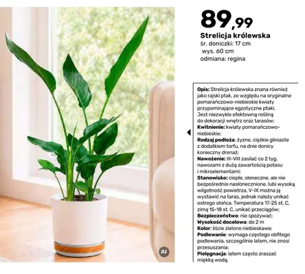 Roślina Strelicja królewska promocja w Bricomarche