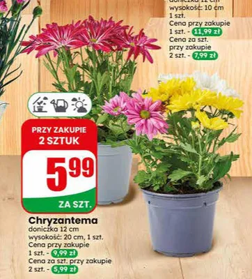 Chryzantema promocja w Dino