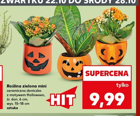Roślina zielona mini ceramiczna doniczka z motywem Halloween promocja w Kaufland