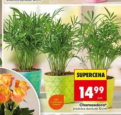 Chamaedora promocja w Biedronka