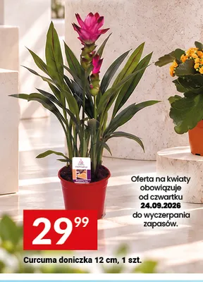 Curcuma doniczka 12 cm promocja w Twój Market