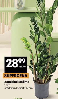 Zamiokulkas lima promocja w Delikatesy Centrum