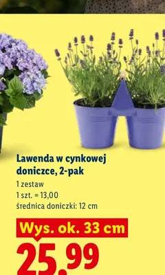 Lawenda w cynkowej doniczce 2-pak promocja w Lidl
