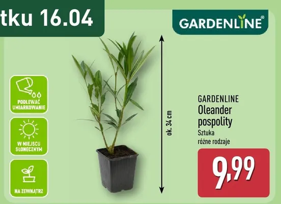 Oleander pospolity promocja w Aldi