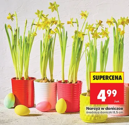 Narcyz w doniczce średnica doniczki 8.5cm promocja w Biedronka