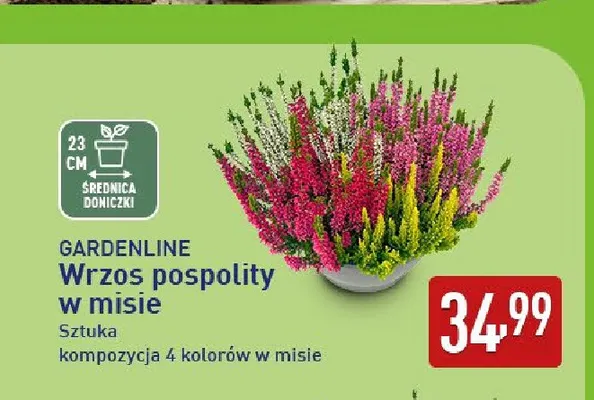 Wrzos pospolity w misie Gardenline promocja w Aldi