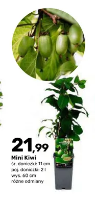 Mini Kiwi promocja w Bricomarche