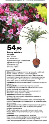 Krzew ozdobny na pniu Krzewuszka 80 cm promocja w Bricomarche