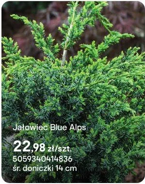 Jałowiec Blue Alps promocja w Castorama