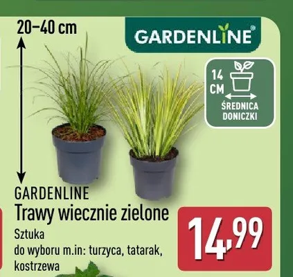Trawy wiecznie zielone tatarak GARDENLINE promocja w Aldi