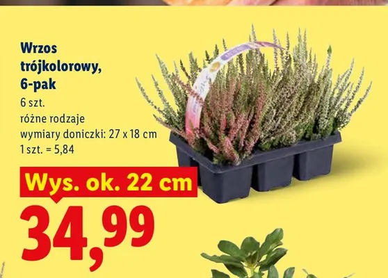 Wrzos trójkolorowy 6-pak promocja w Lidl