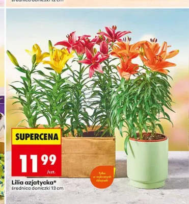 Lilia azjatycka średnica doniczki 13cm promocja w Biedronka