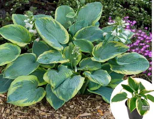 Katalog ogród, strona 71 promocja w Bricomarche