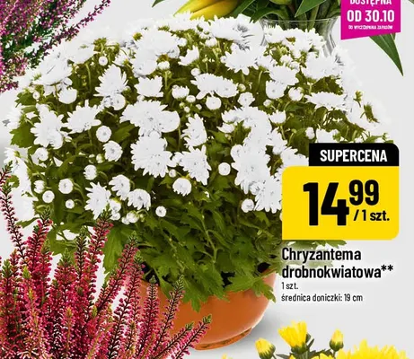 Chryzantema drobnokwiatowa promocja w POLOmarket