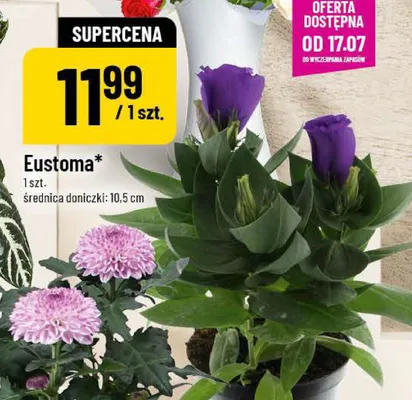Eustoma promocja w POLOmarket