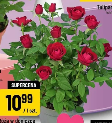 Róża w doniczce promocja w POLOmarket