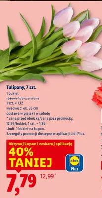 Tulipany różowe lub czerwone 7szt. promocja w Lidl