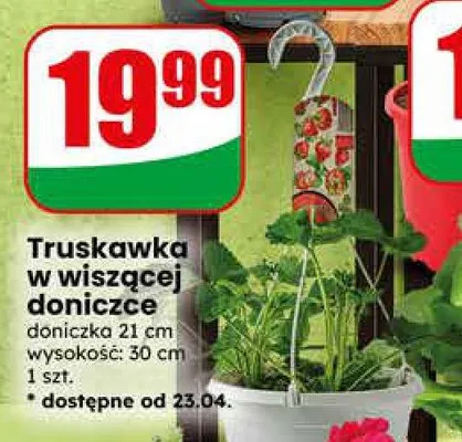 Truskawka w wiszącej doniczce promocja w Dino