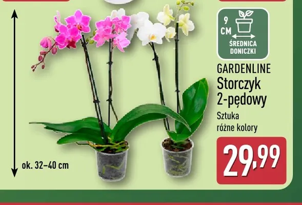 Storczyk 2-pędowy Gardenline promocja w Aldi