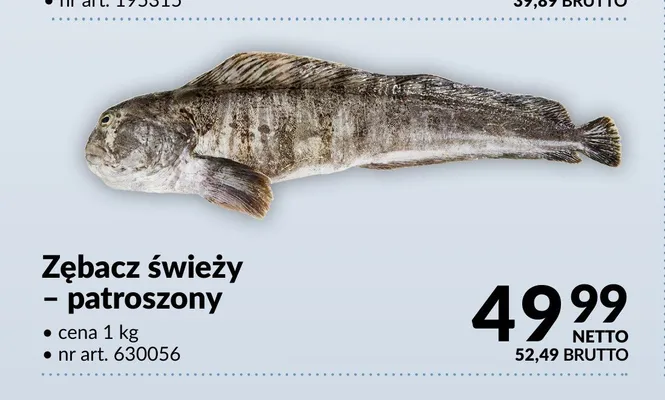 Zębacz świeży patroszony promocja w Makro