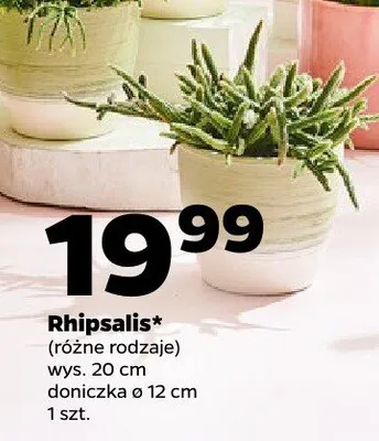Rhipsalis różne rodzaje promocja w Netto