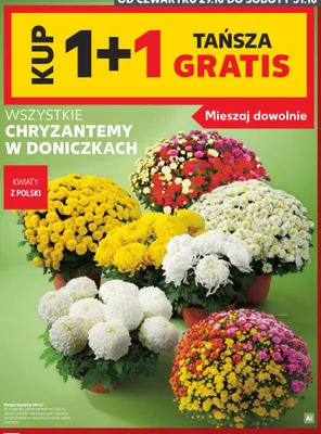 Chryzantemy w doniczkach promocja w Kaufland