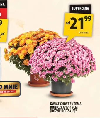 Kwiat chryzantema doniczka 17-19 cm promocja w Arhelan