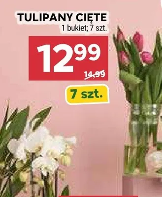 Tulipany cięte promocja w Stokrotka