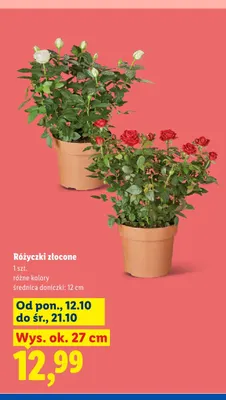 Różyczki złocone promocja w Lidl