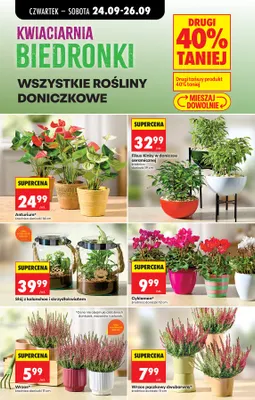 Anturium promocja w Biedronka