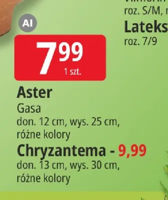 Aster Gasa promocja w Leclerc