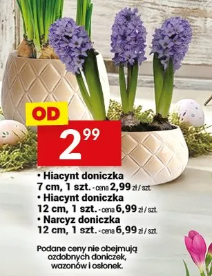 Narcyz doniczka 12 cm, 1 szt. promocja w Twój Market