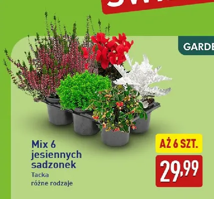 Mix jesiennych sadzonek Gardenline 6-pak promocja w Aldi