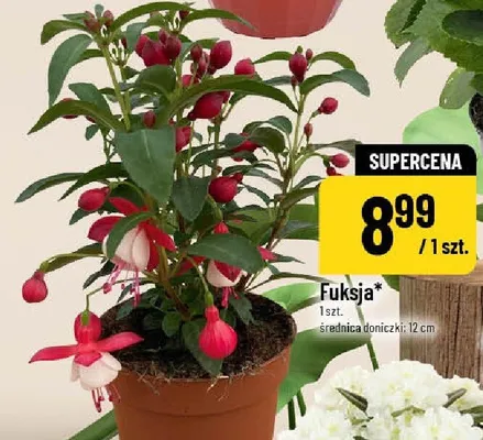 Fuksja promocja w POLOmarket